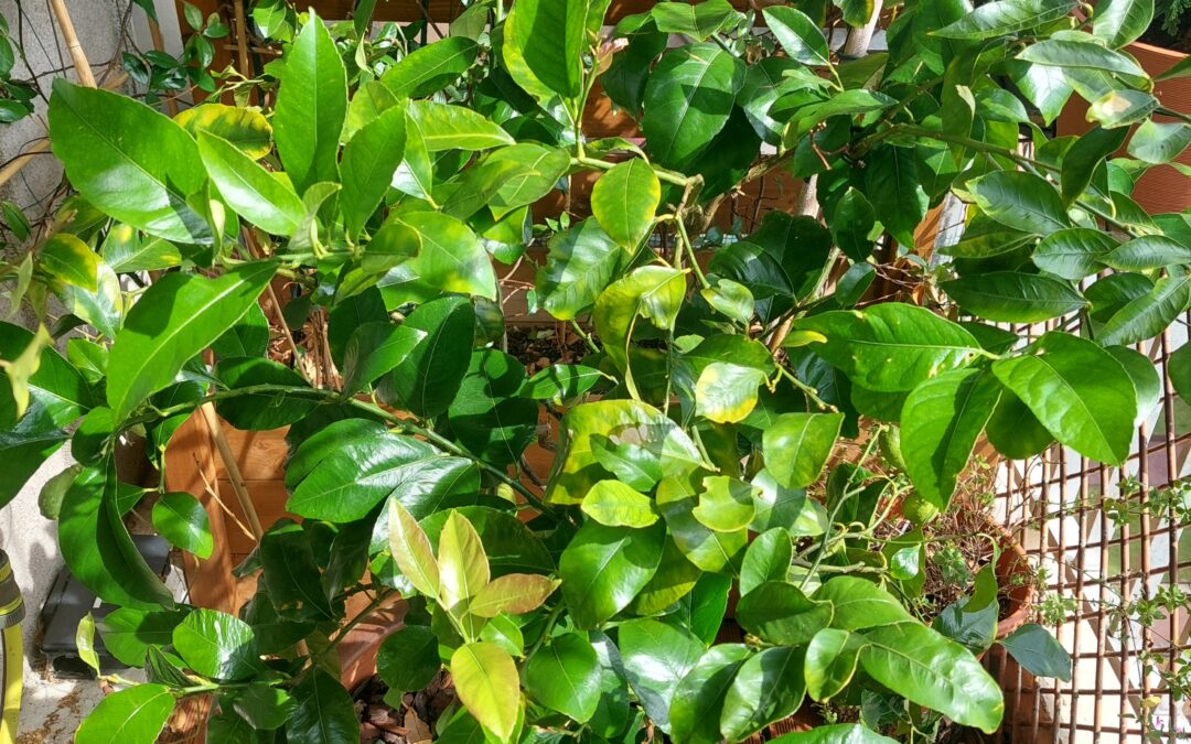Citronnier petit