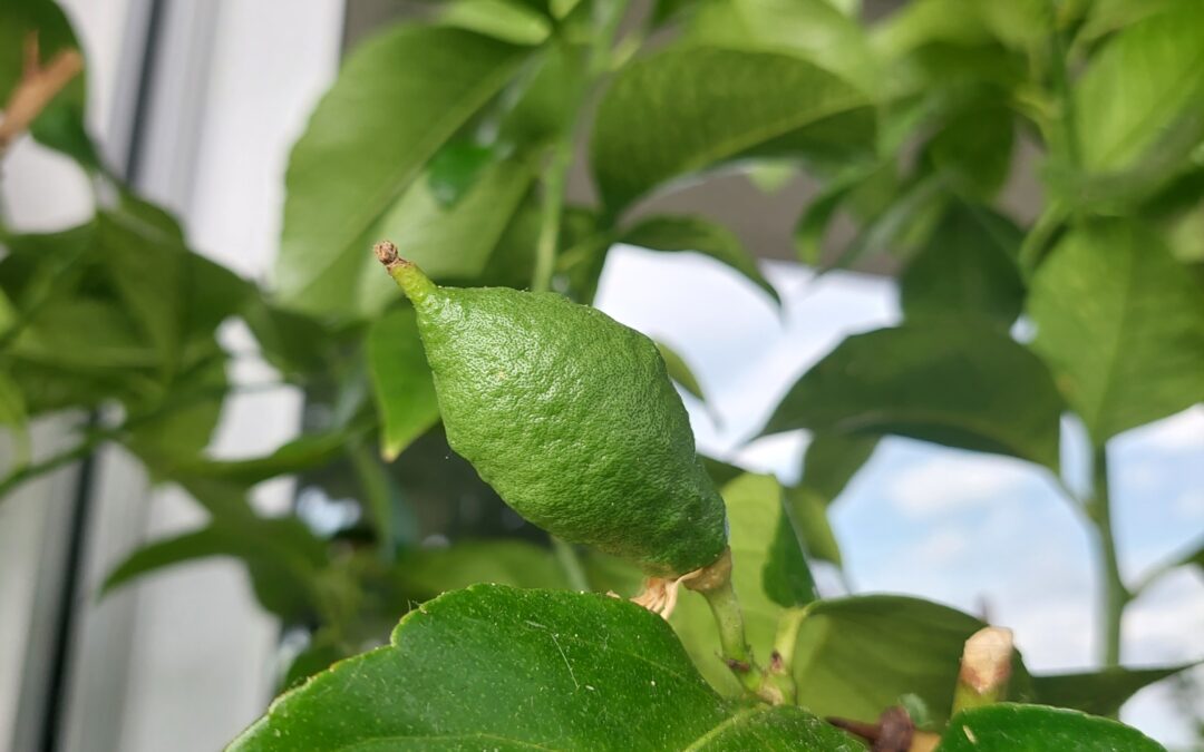 Citronnier grand