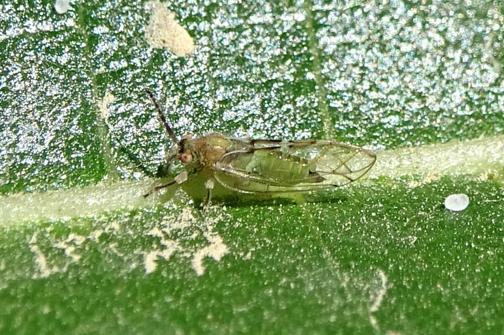 psyllefiguier