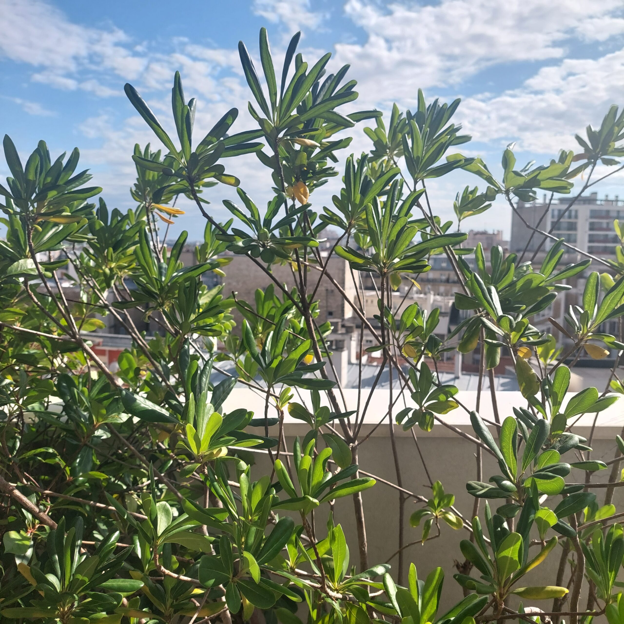 Arbre Des Hottentots Nos Plantes