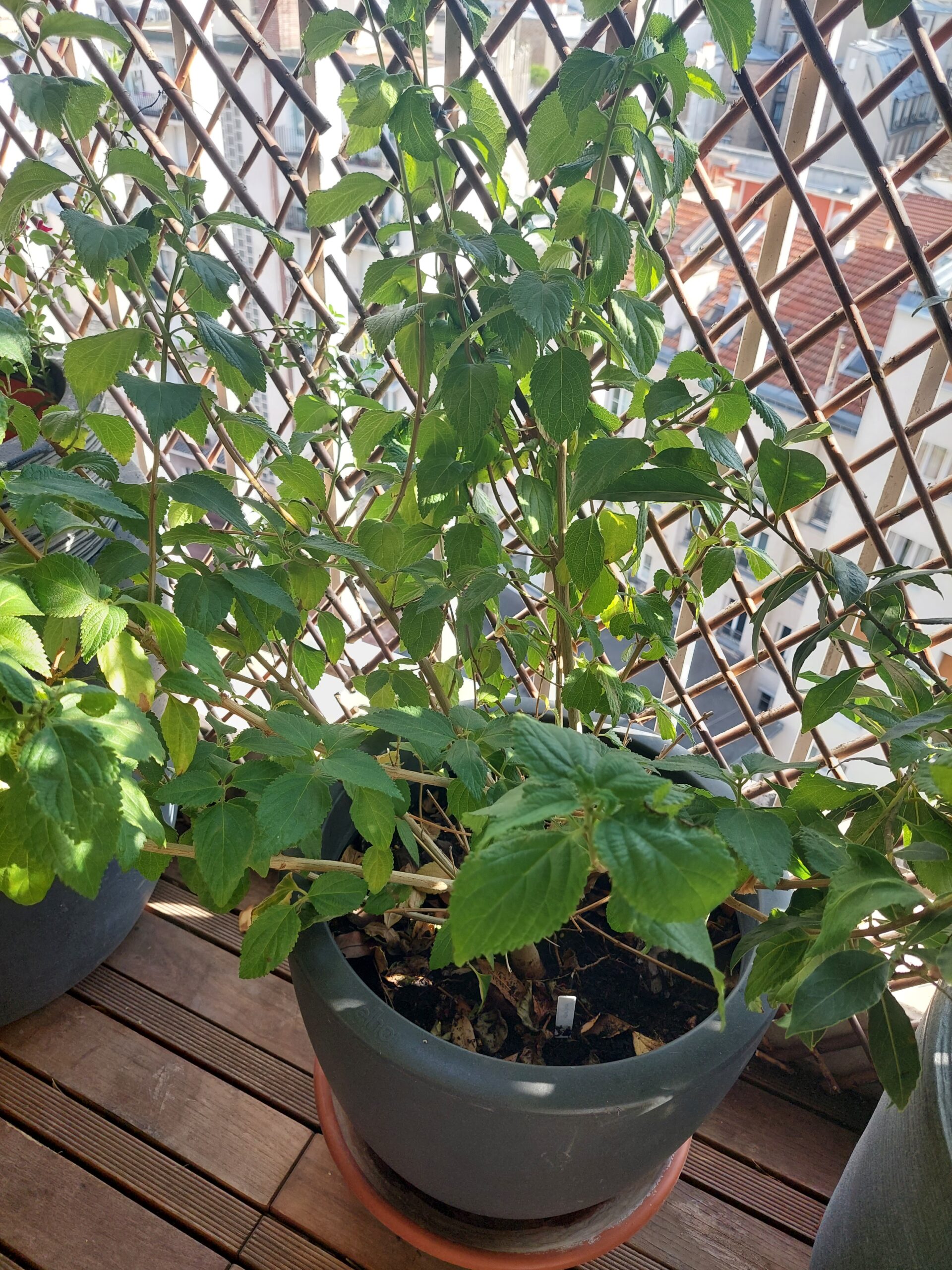 lantana